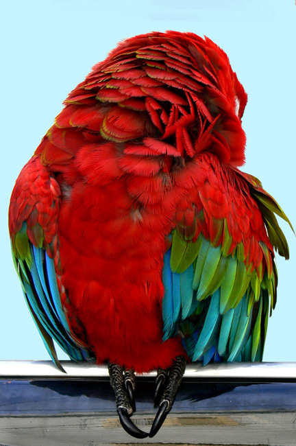 image image
