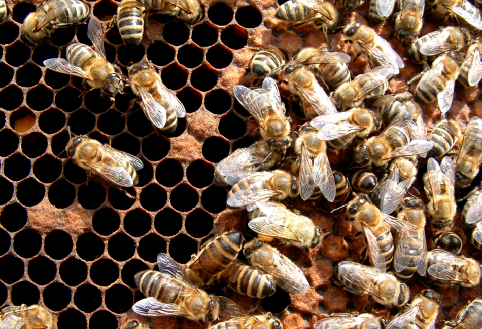 Abejas Obreras E Imprescindibles Quo