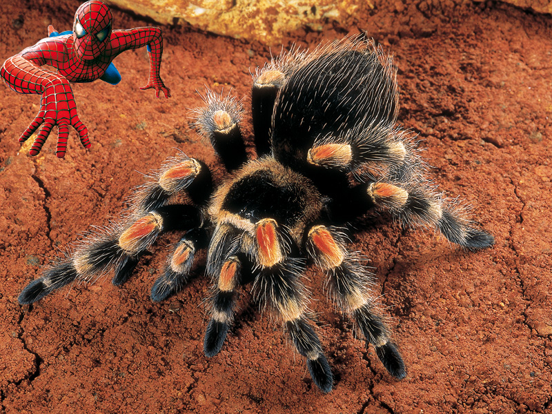 Qué araña mordió a Spiderman - Quo