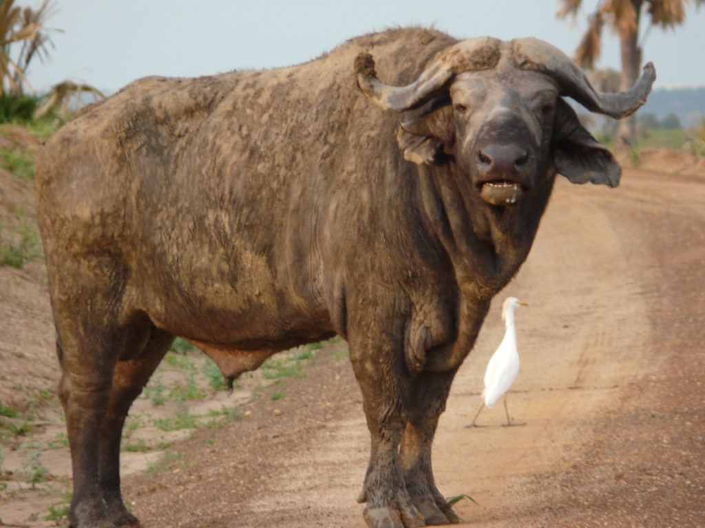 Los 24 Animales Que Más Humanos Matan Al Año - Quo