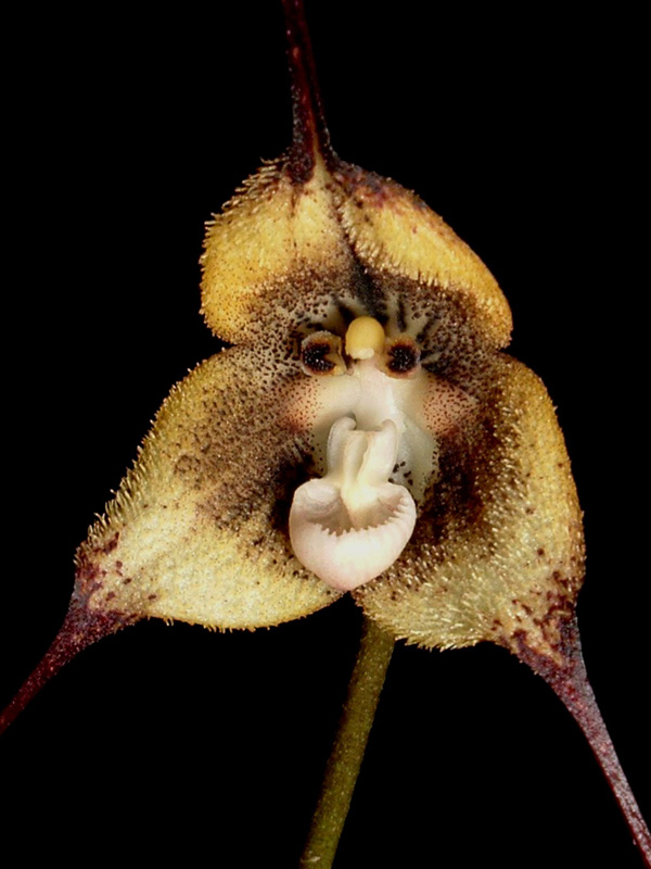 Estas orquídeas tienen cara de mono - Quo