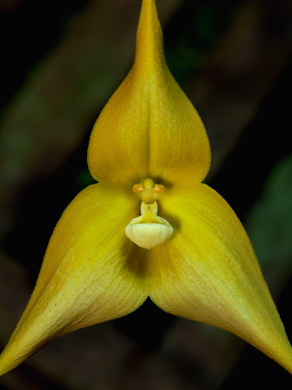 Estas orquídeas tienen cara de mono - Quo