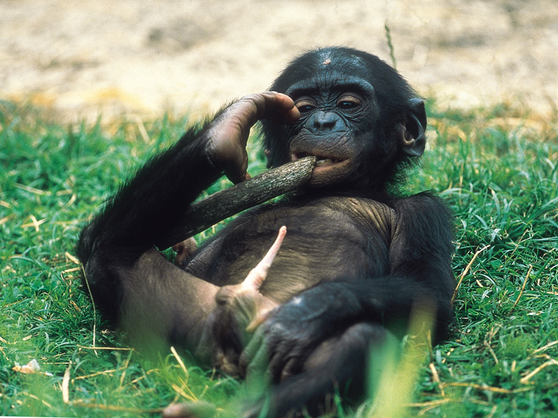 Chimpancé bonobo. 