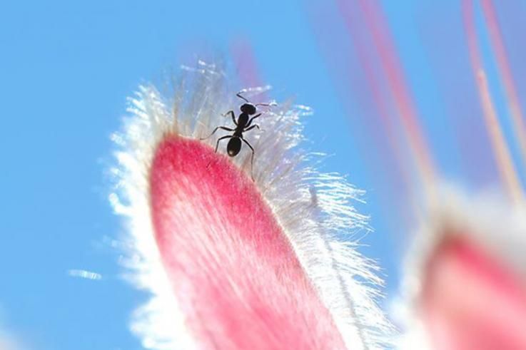 foto insecto