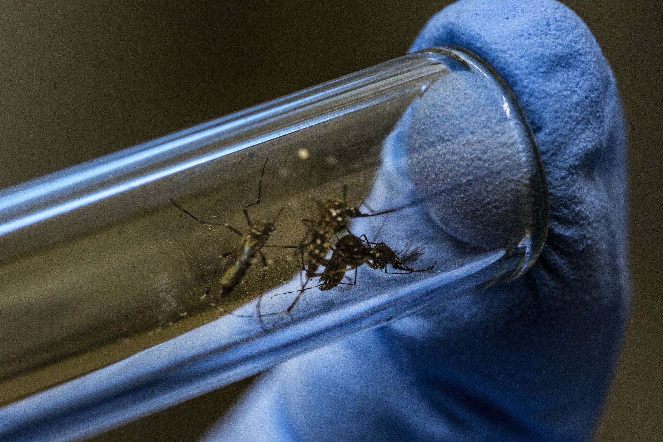 Aedes Aegypti Mosquitoes