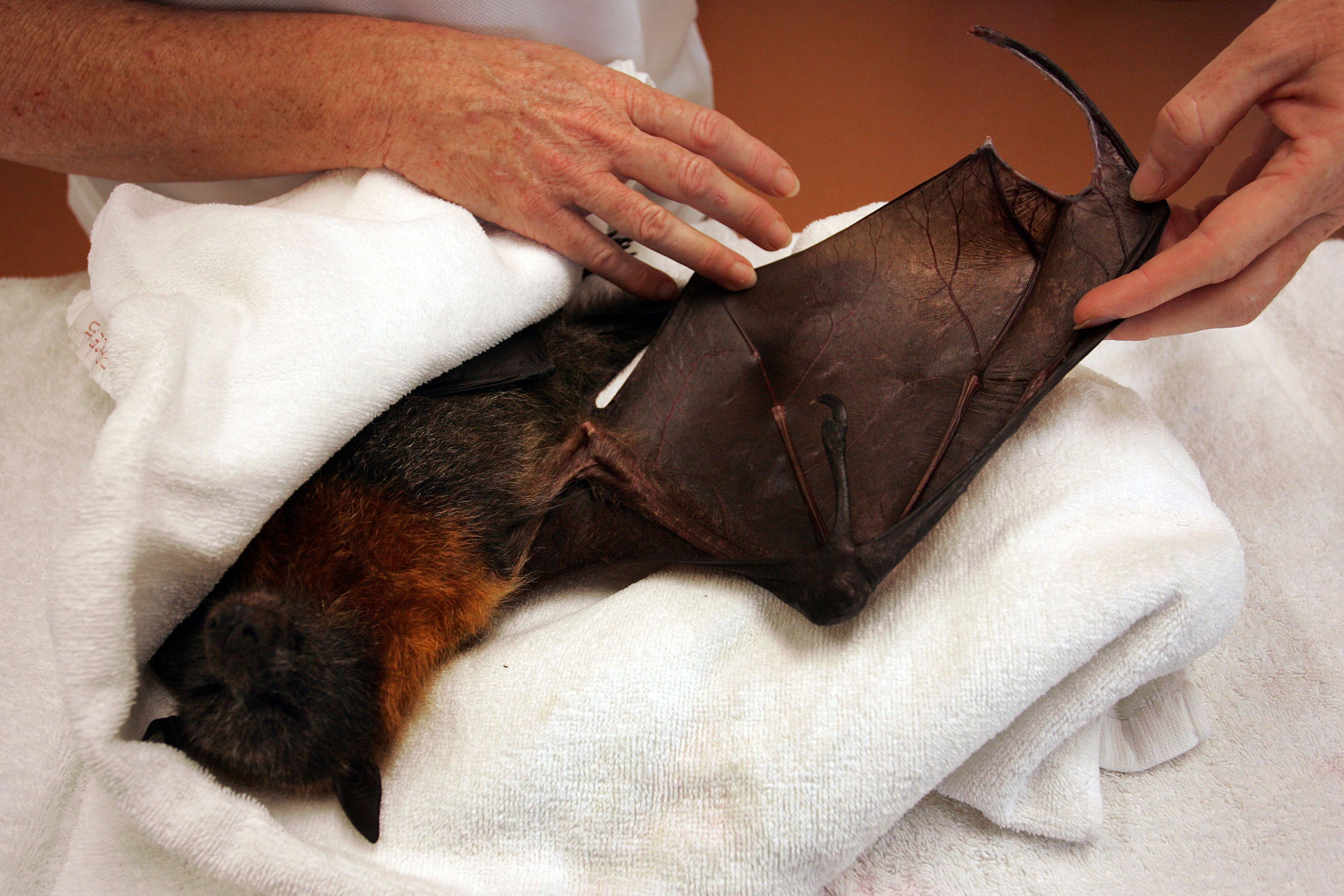 Australian Wildlife Hospital