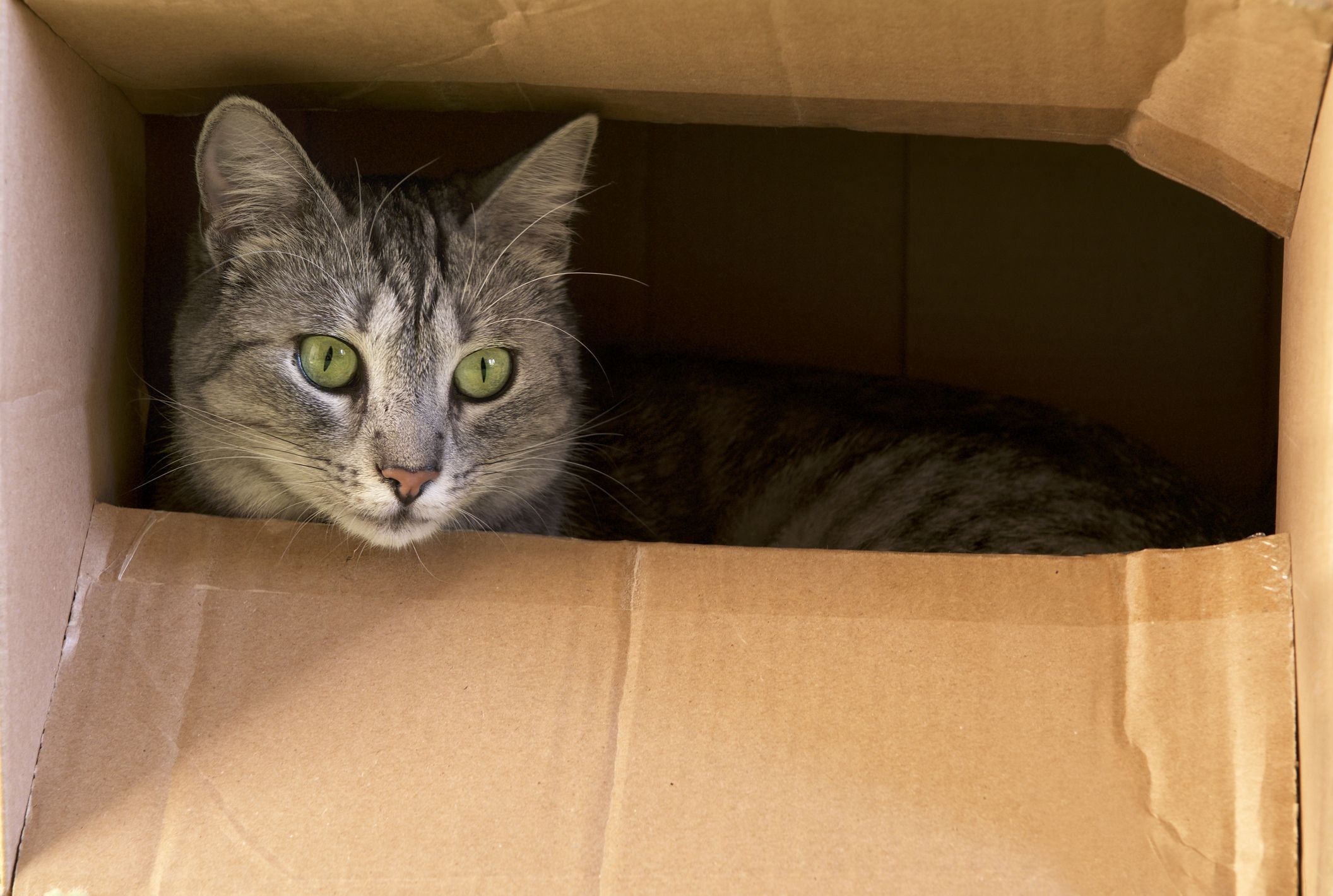 Cat in a cardboard box