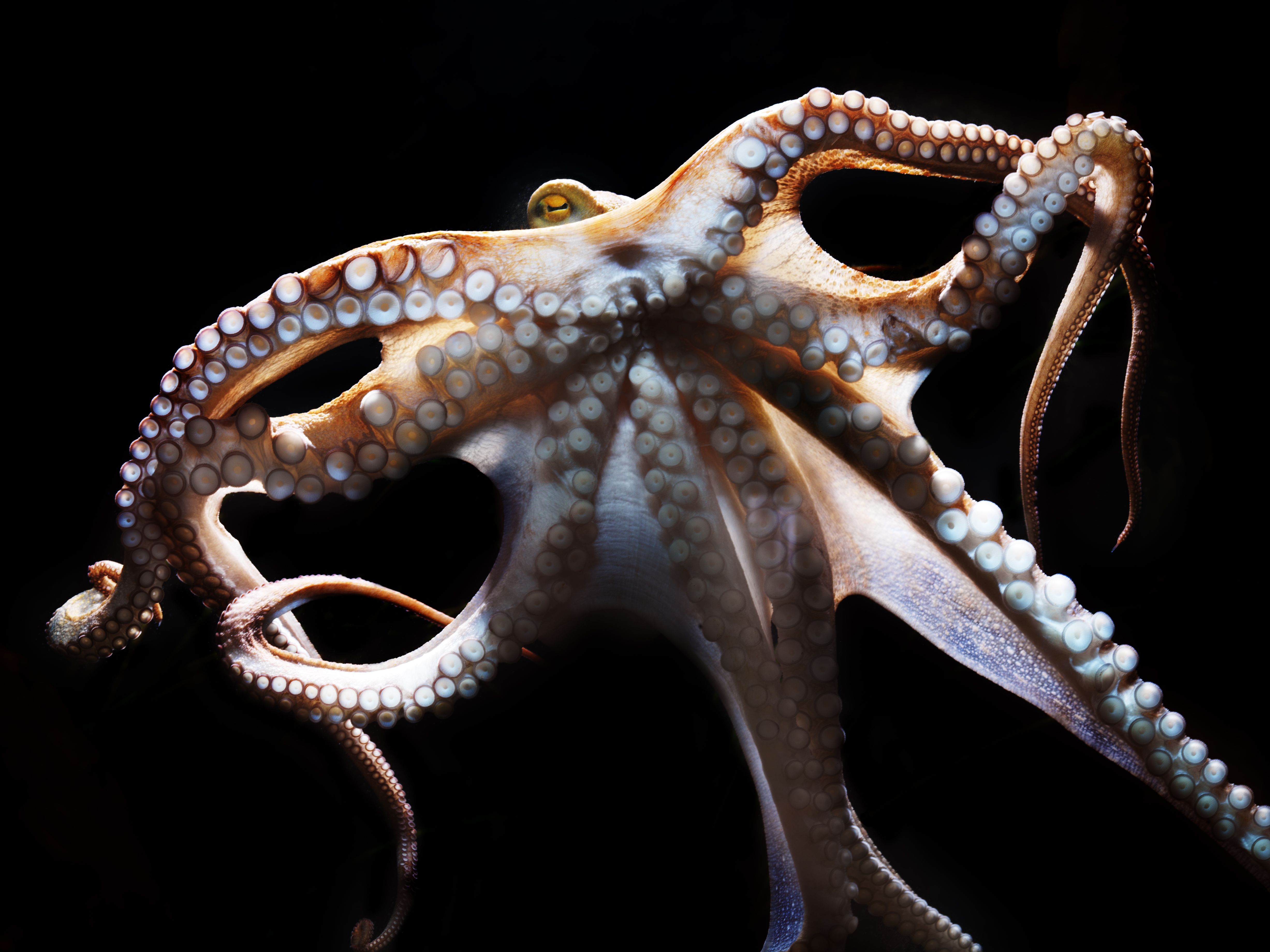 Осьминог это животное или нет. Осьминог Octopus vulgaris. Октопус вульгарис. Осьминог Vitreledonella Richardi. Осьминог альбинос.