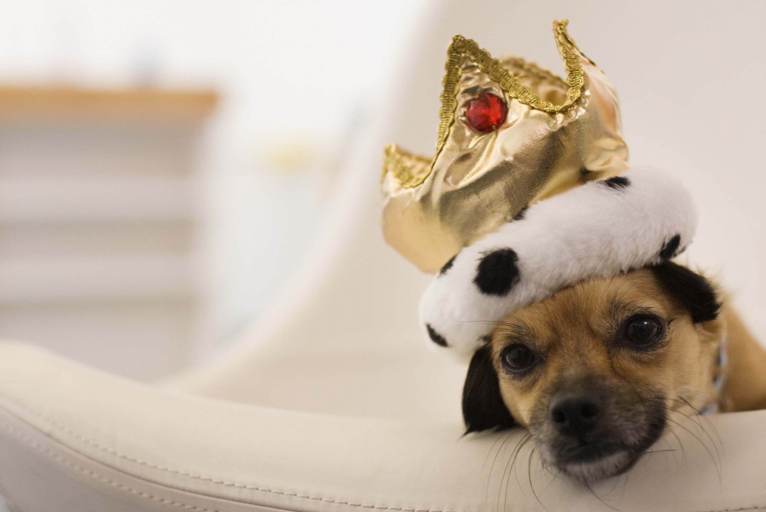 Dog with a crown Dog with a crown