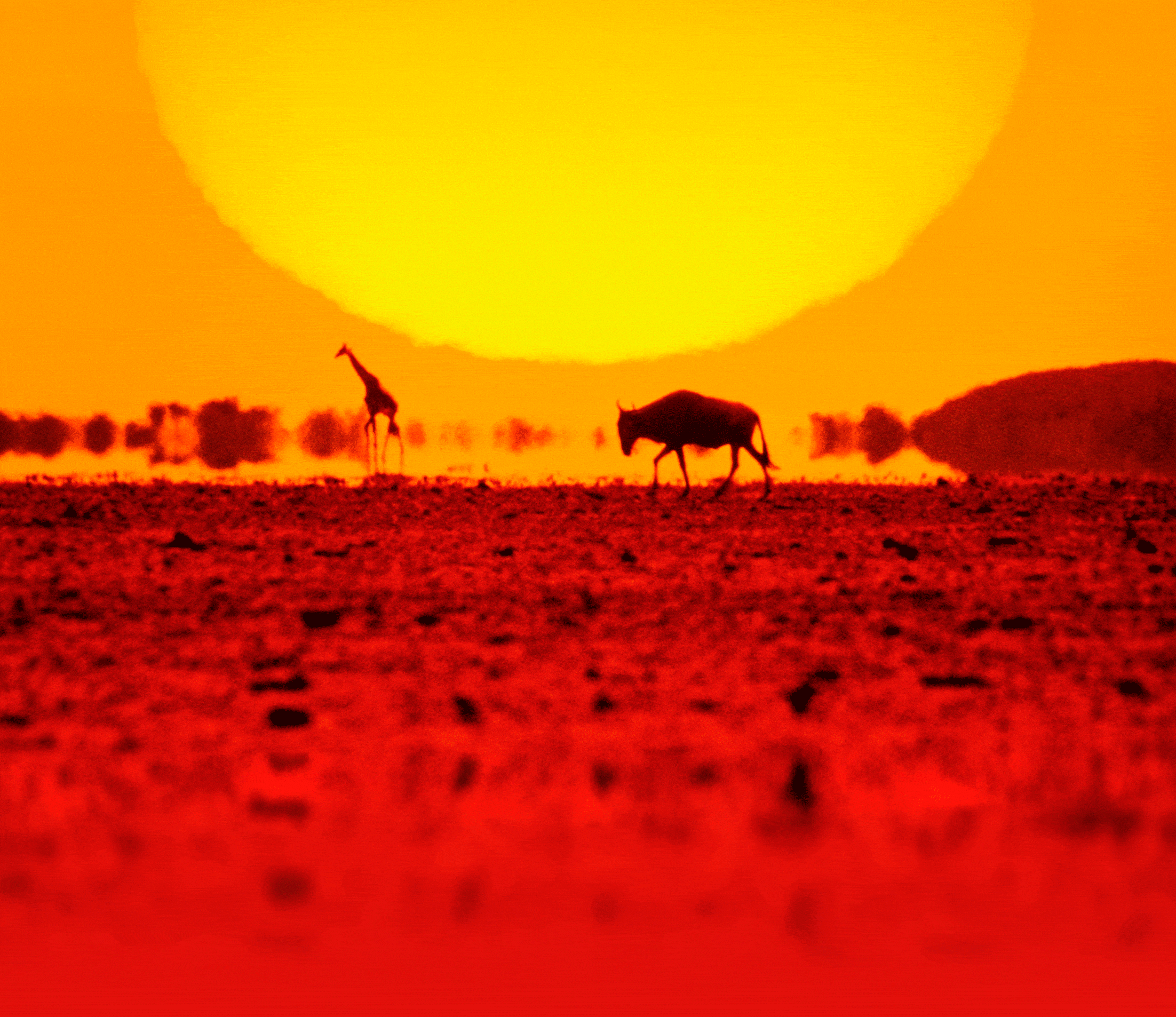 animale con calor en el desierto