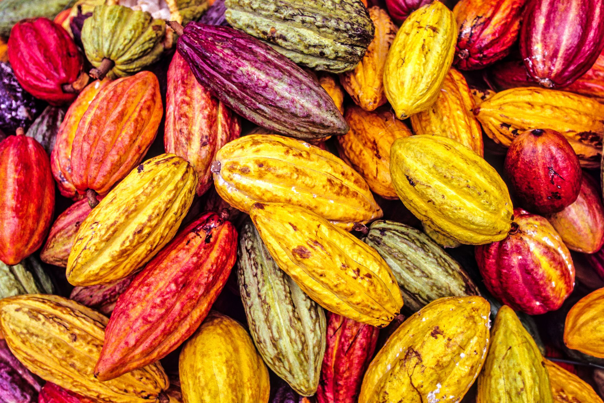 Cacao