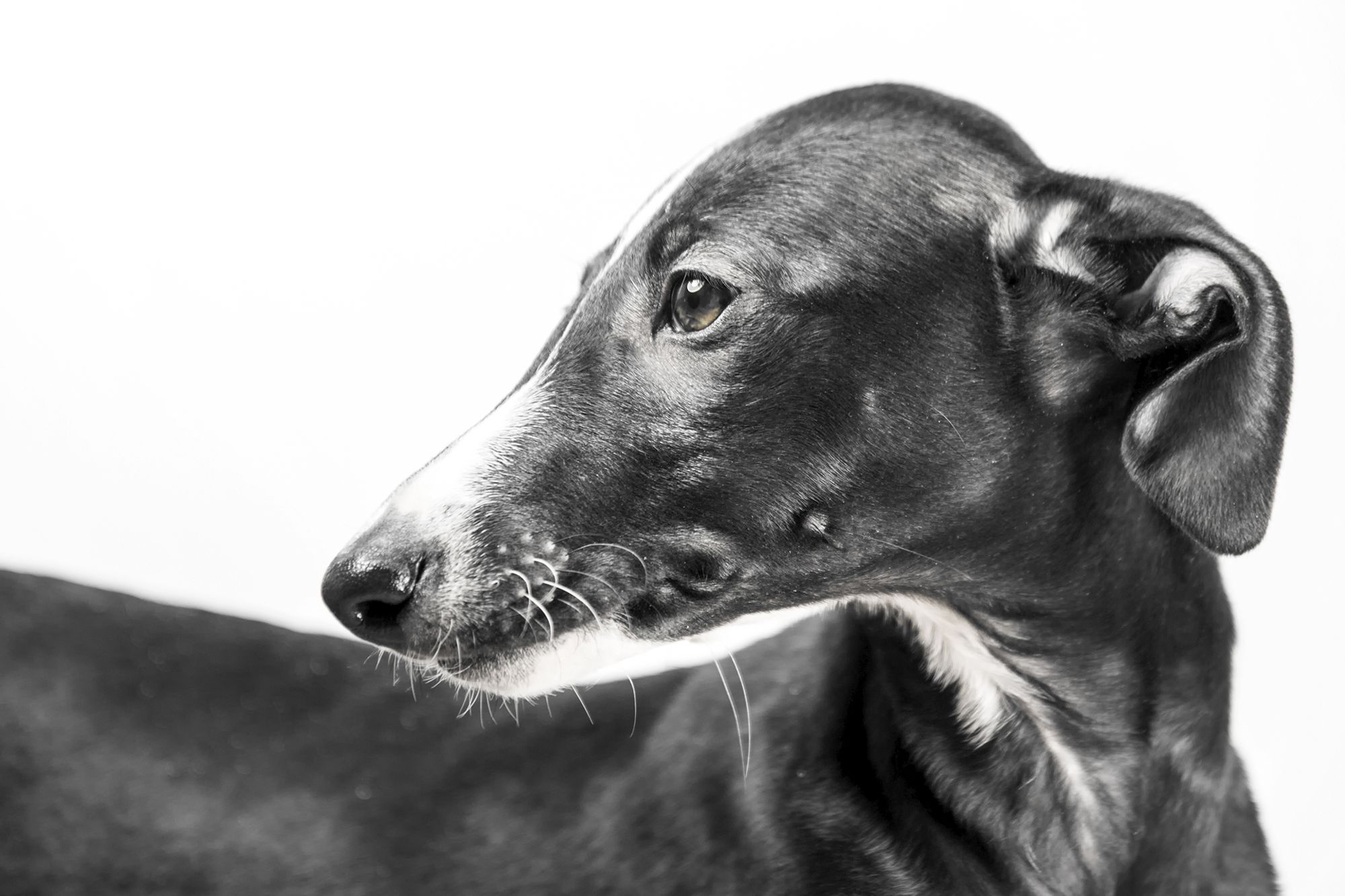 Cachorro de galgo