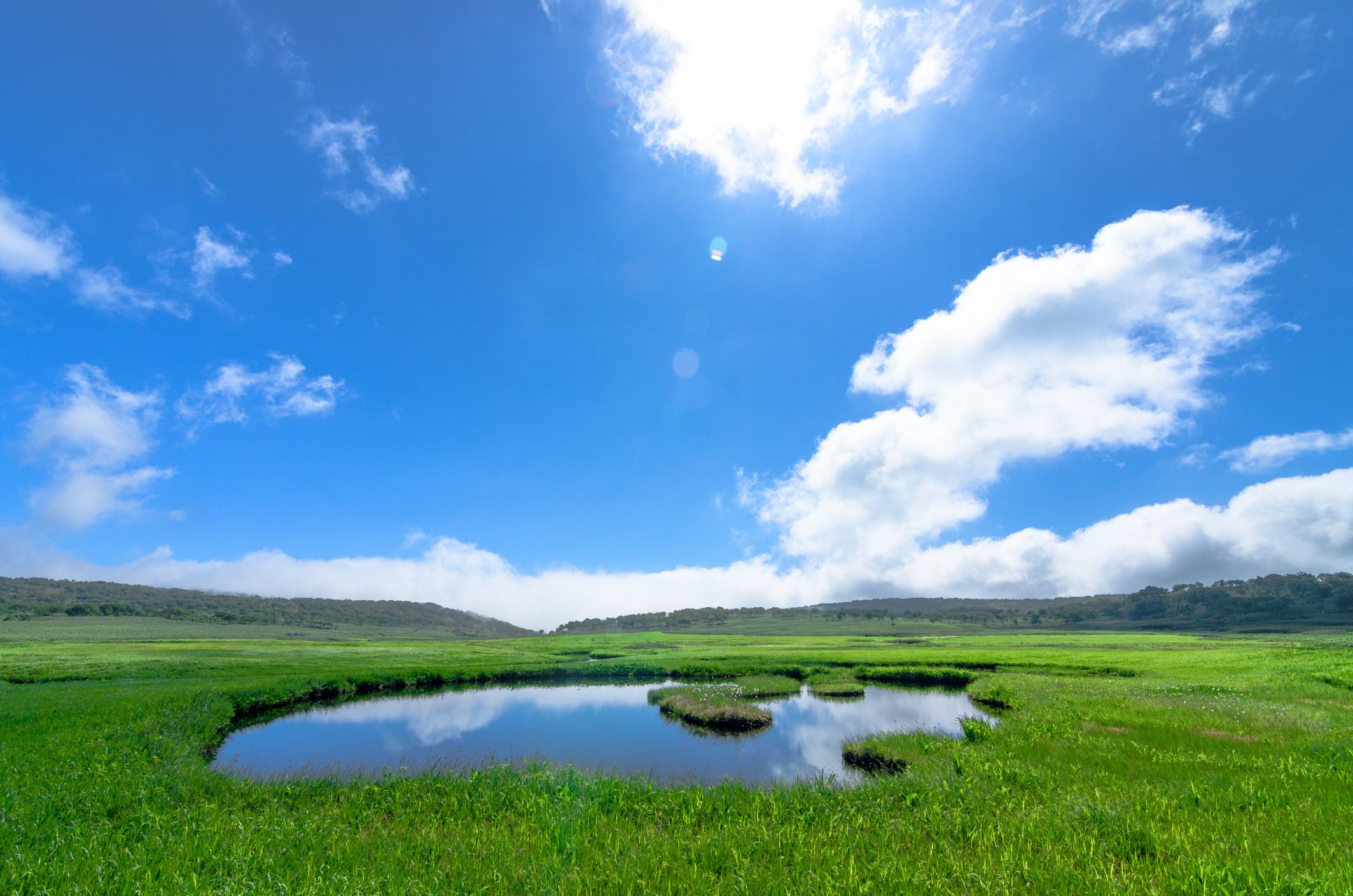 Green grassland marsh under blue sky in Kushiro Shitsugen National Park, Uryu, Hokkaido, Japan