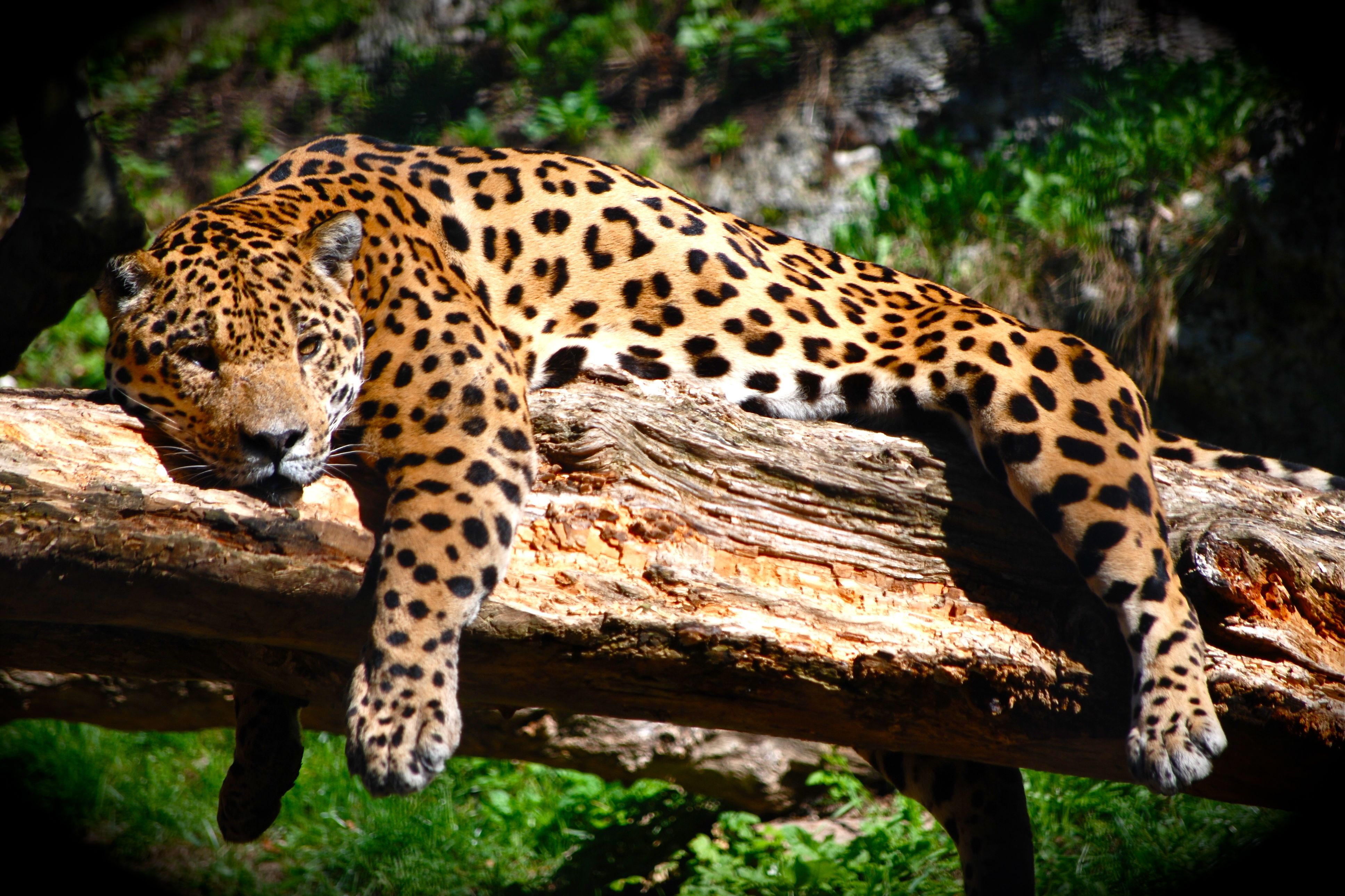 Resting Jaguar
