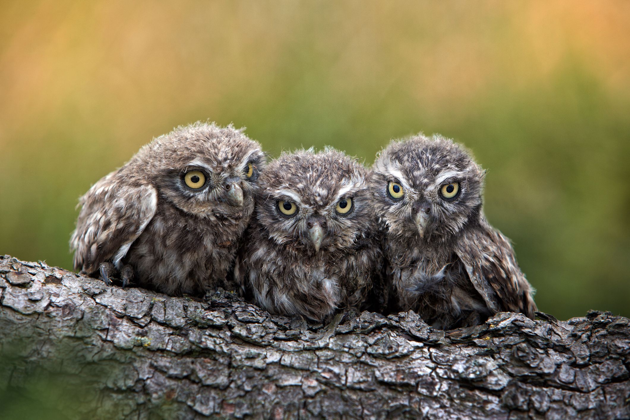 Three grimly Goblins