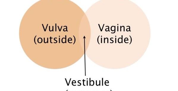 Psicólogo Alberto Sexologo on Instagram: Existen distintos tipos de  vagina, identifica cual es la tuya: La ostra: Este tipo de vulva haciendo  referencia a su nombre, deja al descubierto su tesoro: el