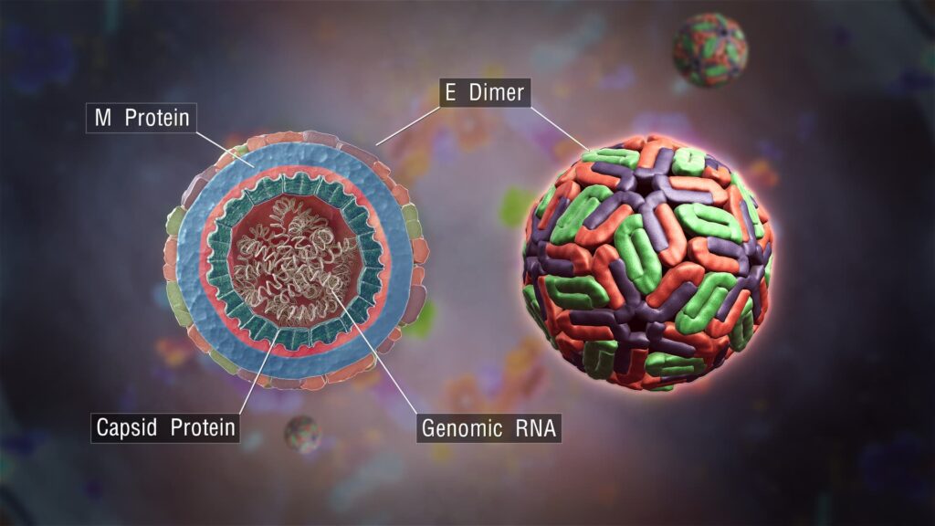 Estructura del virus del dengue en 3D. Por Girish Khera, Scientific Animations