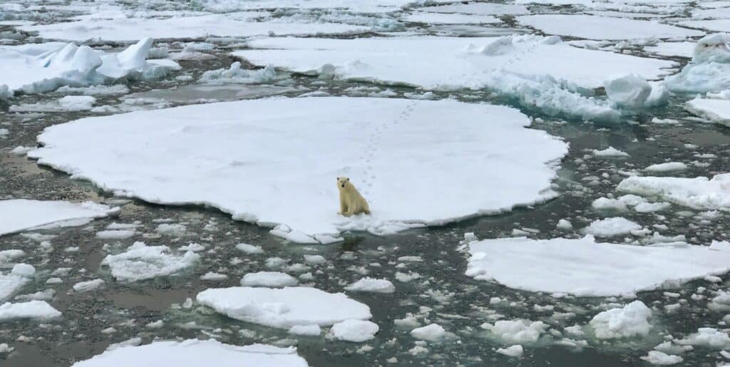 oso polar y cambio climático