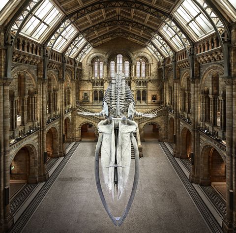 El esqueleto del animal más grande del mundo