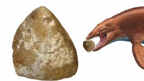 Este erizo fósil se escapó de las fauces de un depredador prehistórico