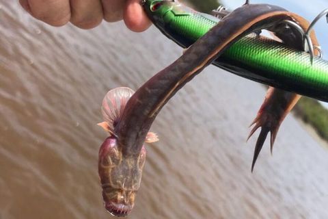 ¿Qué es este pez «alienígena» encontrado en Australia?