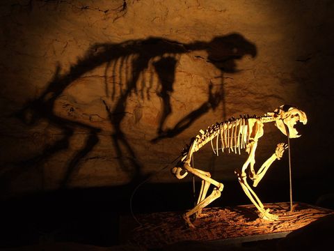 Descubren los secretos de un misterioso animal prehistórico: el león marsupial