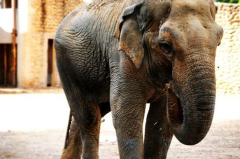 Muere Flavia, la elefanta más triste del mundo