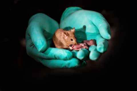 Crías de ratones nacidas de padres del mismo sexo