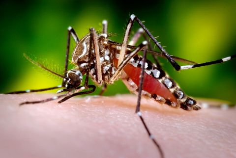 ¿Anticonceptivos para mosquitos?