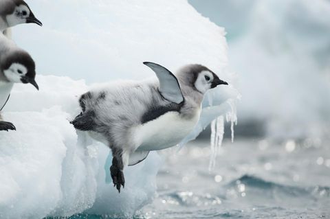 ¿Cómo es el primer viaje de un pingüino al mar?