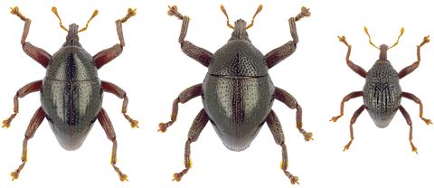 Descubren más de 100 escarabajos y le ponen estos nombres