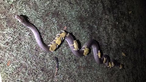 ¿Qué hacen estos sapos cabalgando sobre una serpiente?