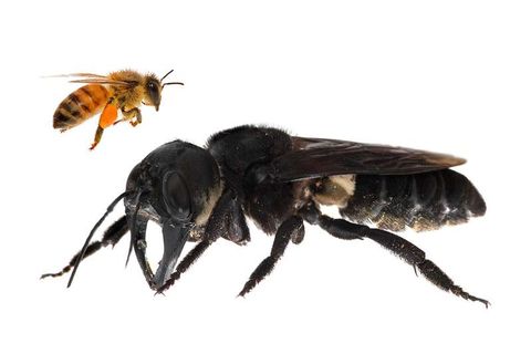 Encuentran, por fin, a la abeja más grande del mundo