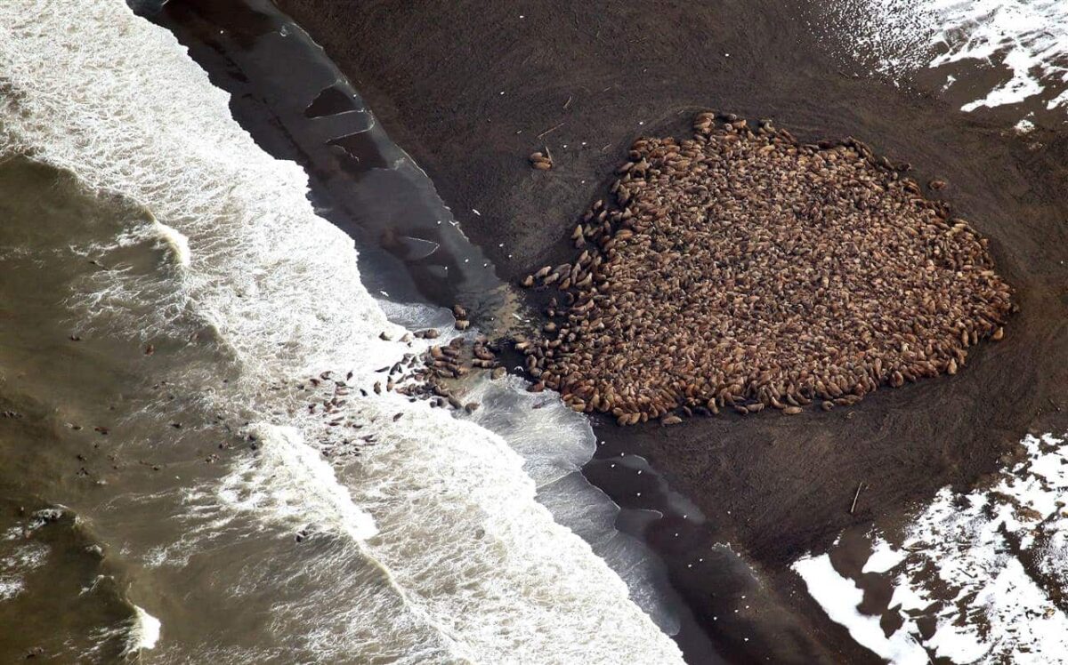35.000 morsas nómadas viajan en busca de hielo
