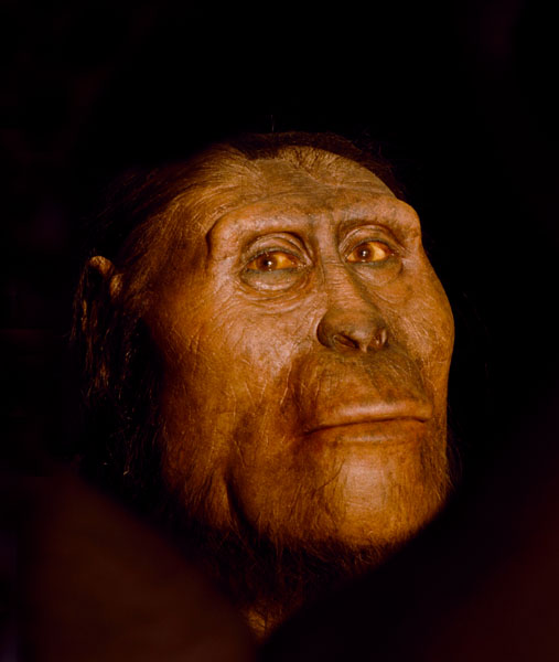 3.000.000 años, Australopithecus