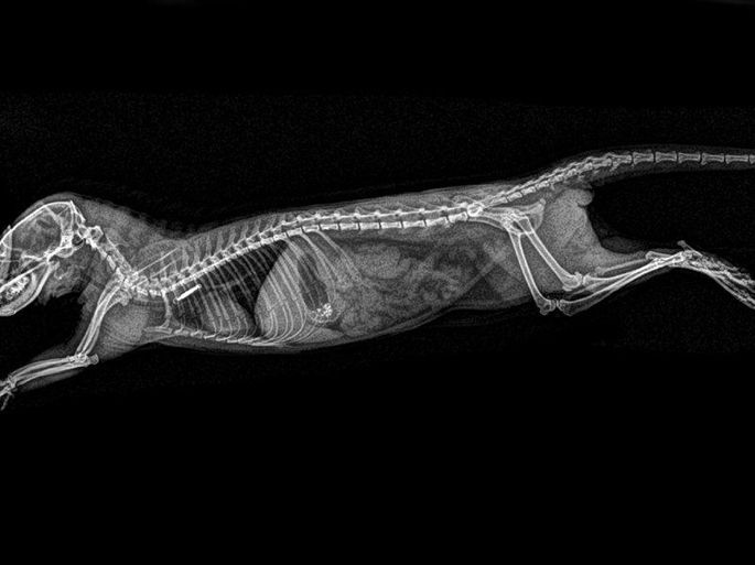 Fotos de animales vistos con rayos X
