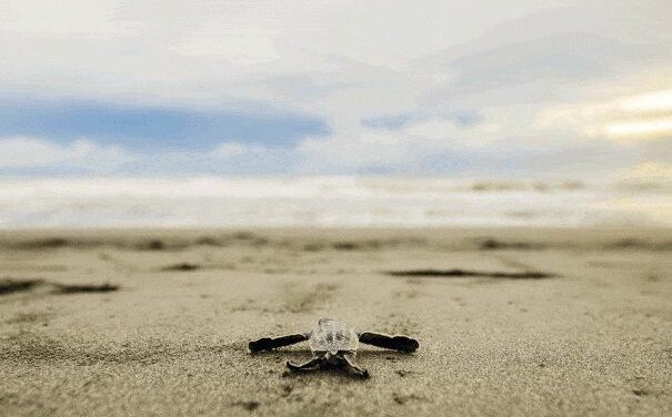 Así es como la tecnología consigue proteger a las tortugas marinas