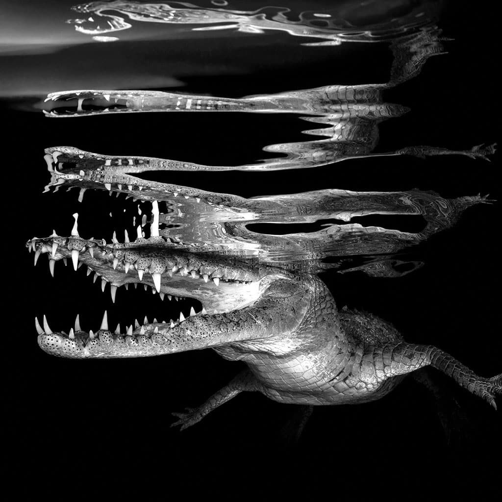 6 increíbles imágenes bajo el agua que te van a hipnotizar