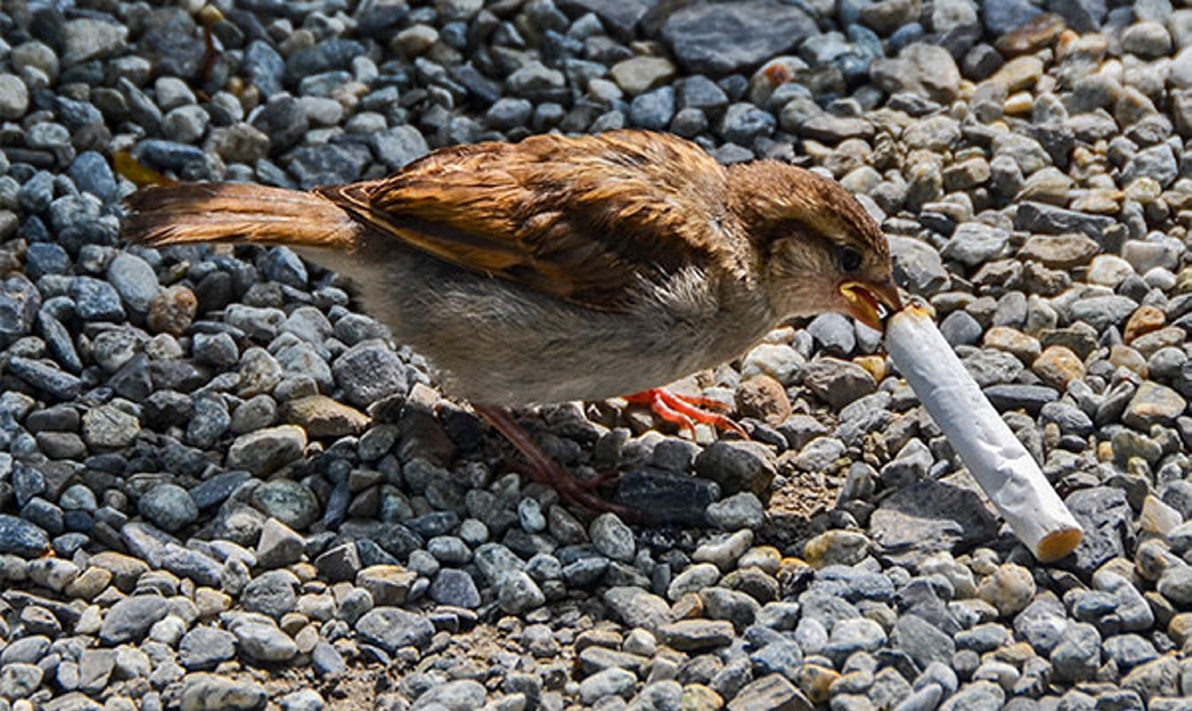 A estos pájaros les gustan los cigarrillos por una buena razón