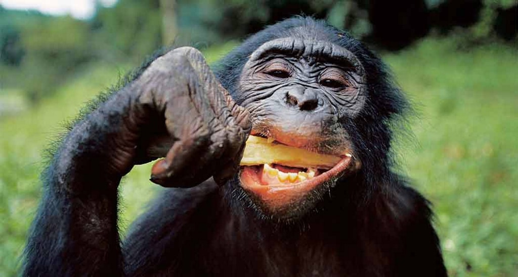 A los chimpancés les encanta comer cerebros