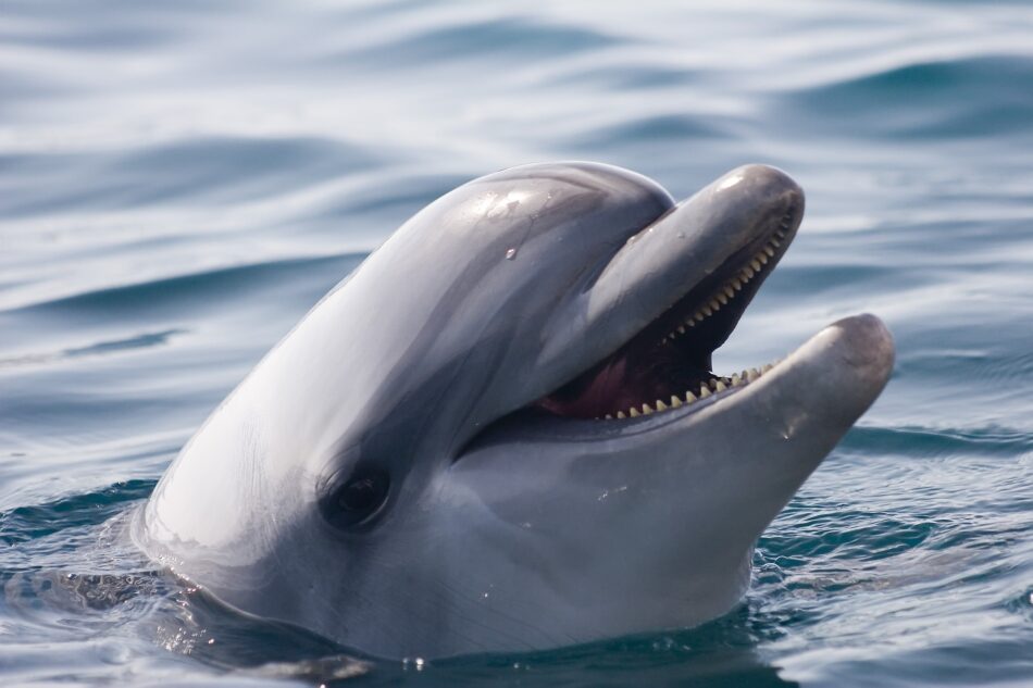 A los delfines les gusta hablar de sus problemas