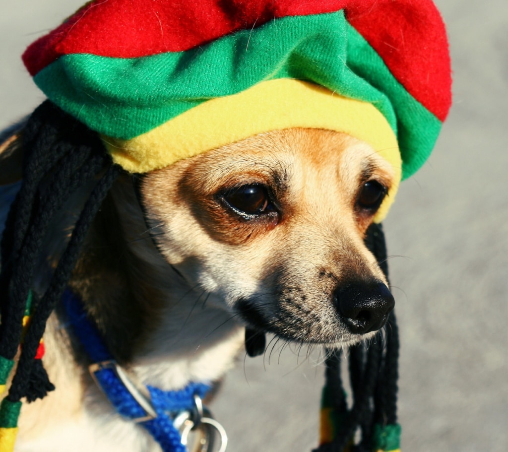 A los perros les gusta el reggae