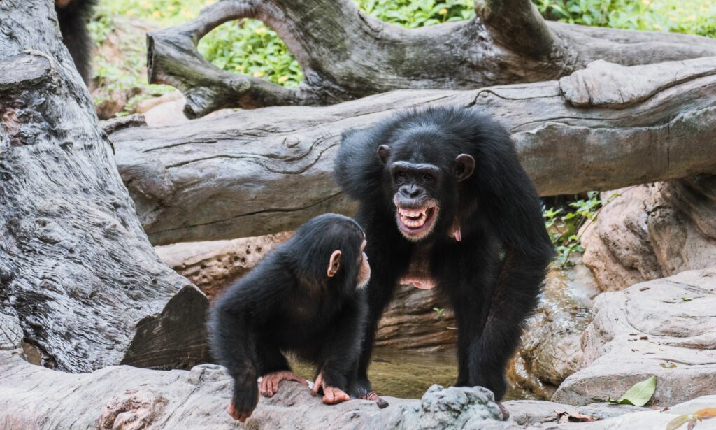 Chimpancés y humanos usamos un lenguaje similar 1 a mother chimpanzee is teaching her baby royalty free image 1063748446 1550154778 Chimpancés y humanos usamos un lenguaje similar