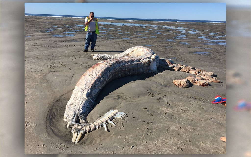 ¿A qué animal pertenecen estos restos mutilados encontrados en una playa?