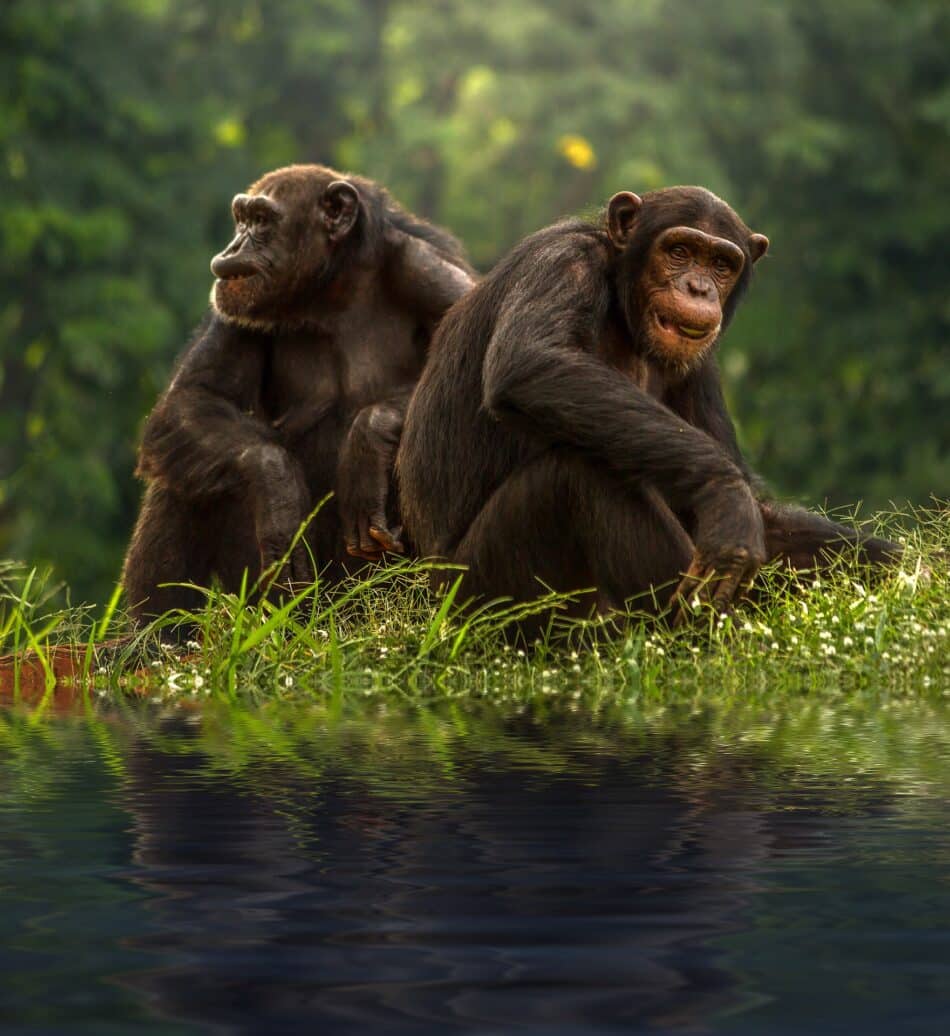 ¿A qué nos parecemos más? ¿A un bonobo o a un chimpancé?