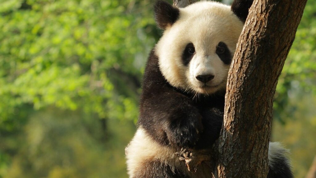 Acusan a un panda de fingir un embarazo con el fin de obtener mejores cuidados 1 acusan a un panda de fingir un embarazo con el fin de obtener mejores cuidados Acusan a un panda de fingir un embarazo con el fin de obtener mejores cuidados