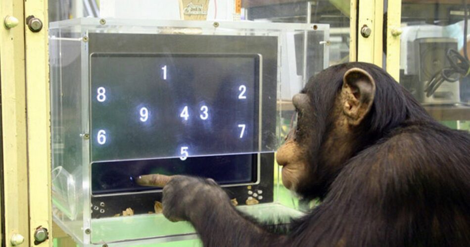 Adiós a los ensayos con chimpancés