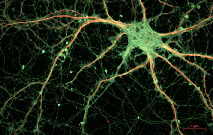 Adultos y jóvenes crean la misma cantidad de neuronas nuevas