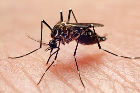 ¿Los mosquitos son capaces de oler el sudor humano?
