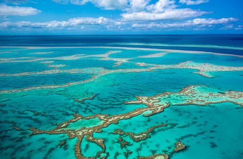 Reef Ecologic: el equipo de expertos dispuestos a salvar la Gran Barrera de Coral